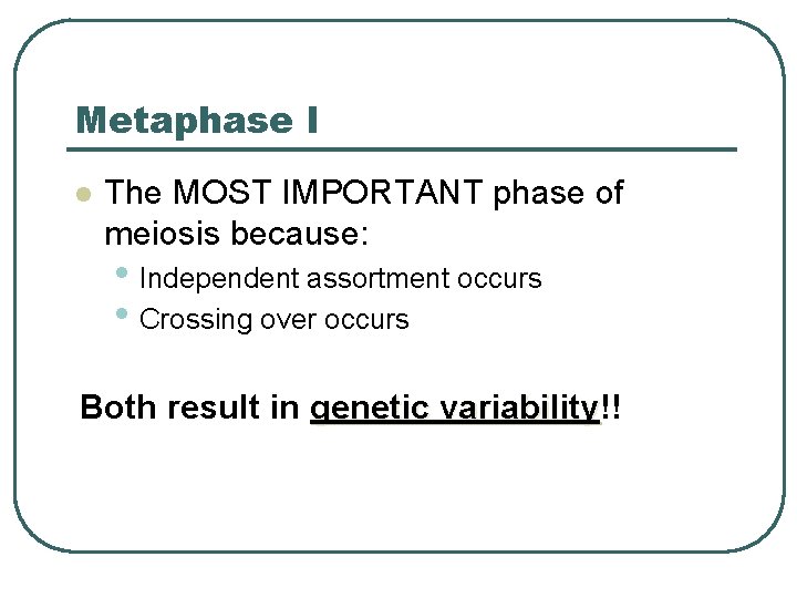Metaphase I l The MOST IMPORTANT phase of meiosis because: • Independent assortment occurs