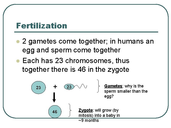 Fertilization l l 2 gametes come together; in humans an egg and sperm come