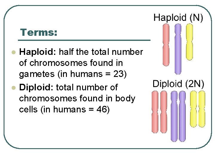 Terms: l l Haploid: half the total number of chromosomes found in gametes (in
