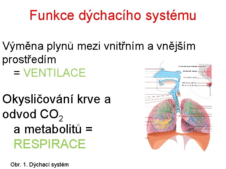 Funkce dýchacího systému Výměna plynů mezi vnitřním a vnějším prostředím = VENTILACE Okysličování krve