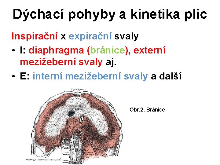 Dýchací pohyby a kinetika plic Inspirační x expirační svaly • I: diaphragma (bránice), externí