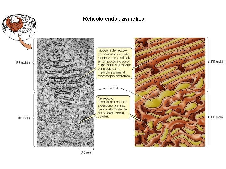 Reticolo endoplasmatico 