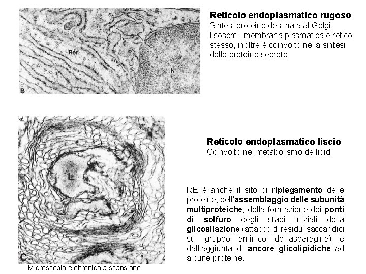 Reticolo endoplasmatico rugoso Sintesi proteine destinata al Golgi, lisosomi, membrana plasmatica e retico stesso,