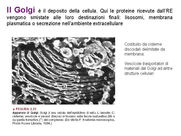 Il Golgi è il deposito della cellula. Qui le proteine ricevute dall’RE vengono smistate