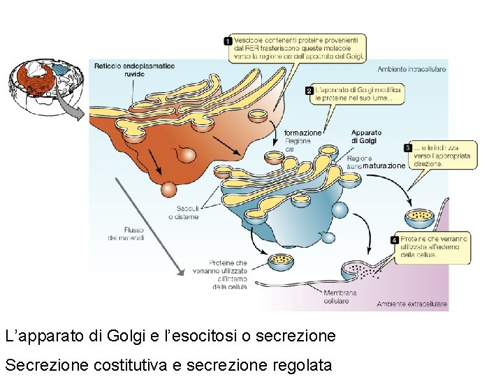 formazione maturazione L’apparato di Golgi e l’esocitosi o secrezione Secrezione costitutiva e secrezione regolata