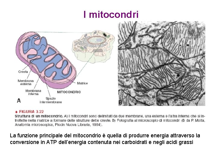 I mitocondri La funzione principale del mitocondrio è quella di produrre energia attraverso la
