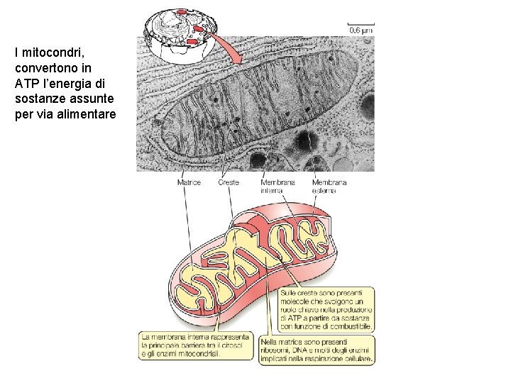 I mitocondri, convertono in ATP l’energia di sostanze assunte per via alimentare 