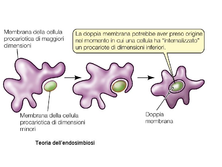 Teoria dell’endosimbiosi 