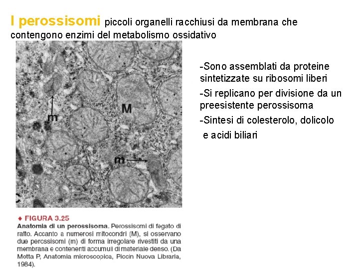 I perossisomi piccoli organelli racchiusi da membrana che contengono enzimi del metabolismo ossidativo -Sono