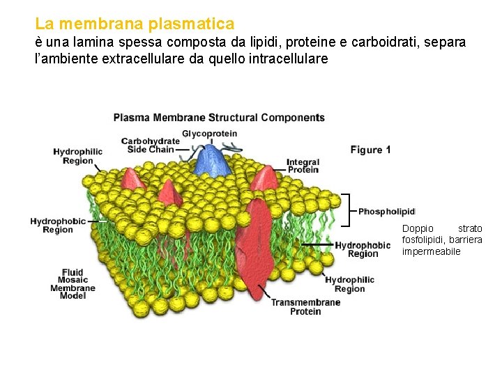 La membrana plasmatica è una lamina spessa composta da lipidi, proteine e carboidrati, separa