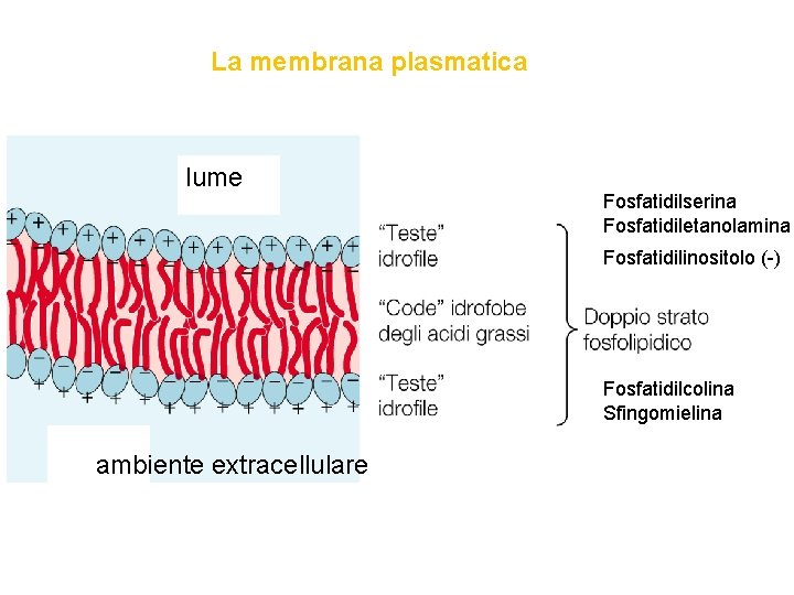 La membrana plasmatica lume Fosfatidilserina Fosfatidiletanolamina Fosfatidilinositolo (-) Fosfatidilcolina Sfingomielina ambiente extracellulare 