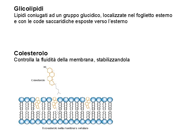 Glicolipidi Lipidi coniugati ad un gruppo glucidico, localizzate nel foglietto esterno e con le