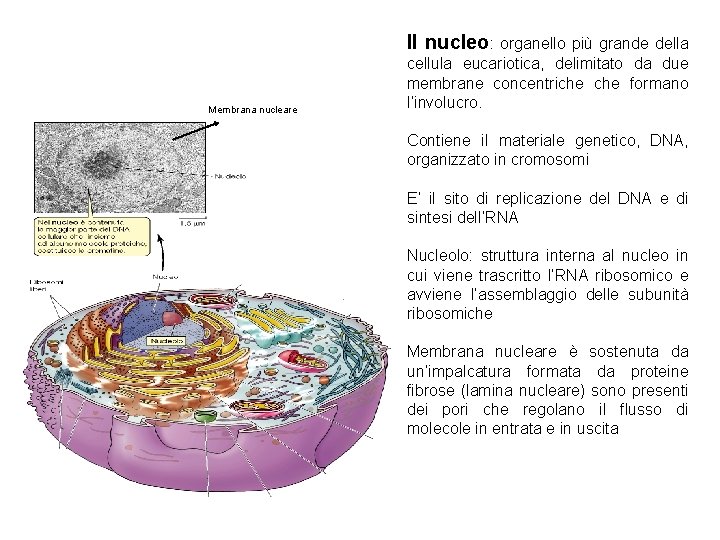 Il nucleo: organello più grande della Membrana nucleare cellula eucariotica, delimitato da due membrane
