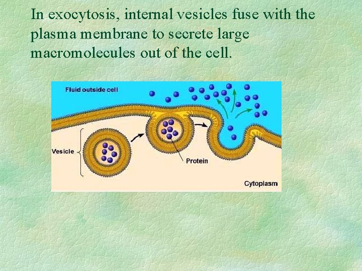 In exocytosis, internal vesicles fuse with the plasma membrane to secrete large macromolecules out