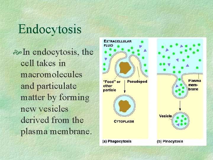 Endocytosis In endocytosis, the cell takes in macromolecules and particulate matter by forming new