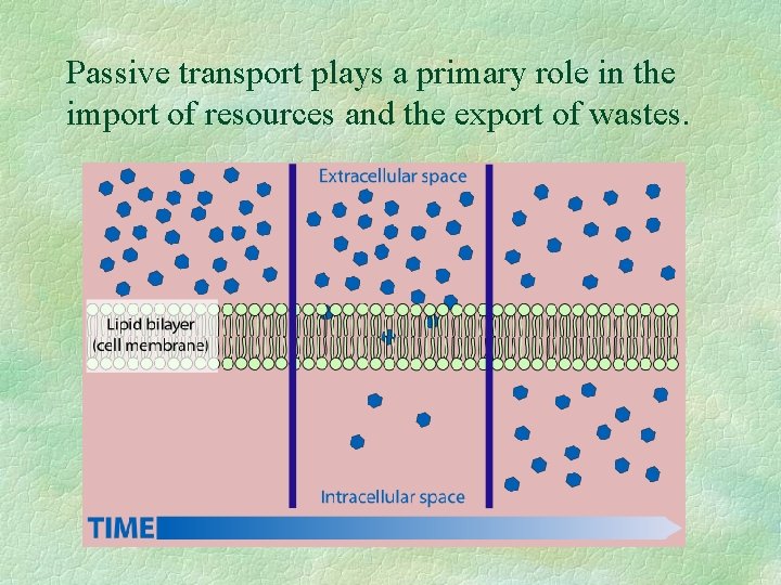 Passive transport plays a primary role in the import of resources and the export