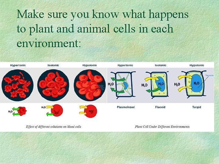 Make sure you know what happens to plant and animal cells in each environment: