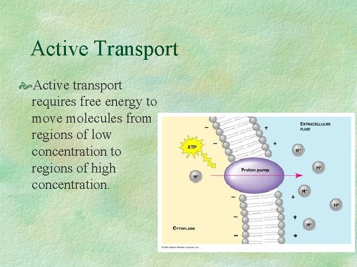 Active Transport Active transport requires free energy to move molecules from regions of low