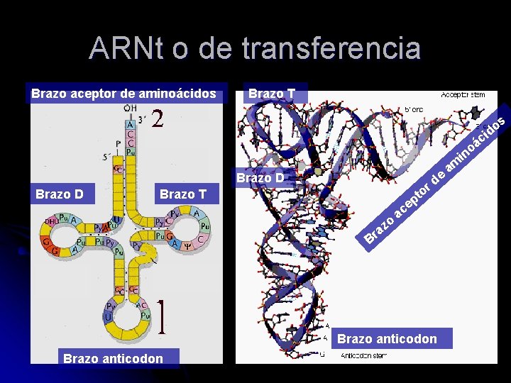 ARNt o de transferencia Brazo aceptor de aminoácidos Brazo T o in Brazo D