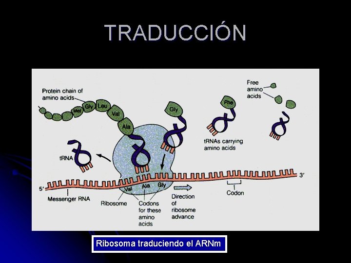 TRADUCCIÓN Ribosoma traduciendo el ARNm 