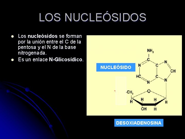 LOS NUCLEÓSIDOS l l Los nucleósidos se forman por la unión entre el C