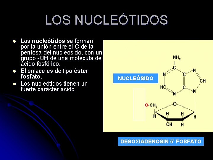 LOS NUCLEÓTIDOS l l l Los nucleótidos se forman por la unión entre el