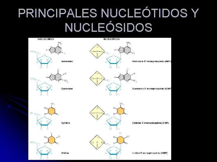 PRINCIPALES NUCLEÓTIDOS Y NUCLEÓSIDOS 