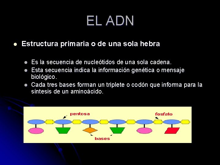 EL ADN l Estructura primaria o de una sola hebra l l l Es