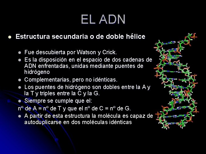 EL ADN l Estructura secundaria o de doble hélice Fue descubierta por Watson y