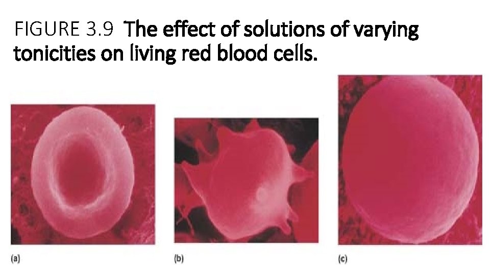 FIGURE 3. 9 The effect of solutions of varying tonicities on living red blood