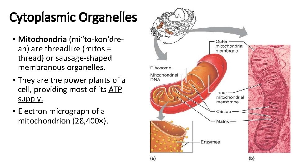 Cytoplasmic Organelles • Mitochondria (mi″to-kon′dreah) are threadlike (mitos = thread) or sausage-shaped membranous organelles.