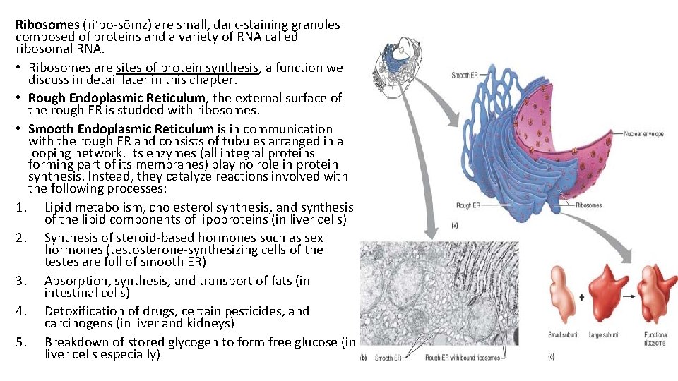 Ribosomes (ri′bo-sōmz) are small, dark-staining granules composed of proteins and a variety of RNA