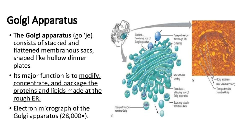 Golgi Apparatus • The Golgi apparatus (gol′je) consists of stacked and flattened membranous sacs,