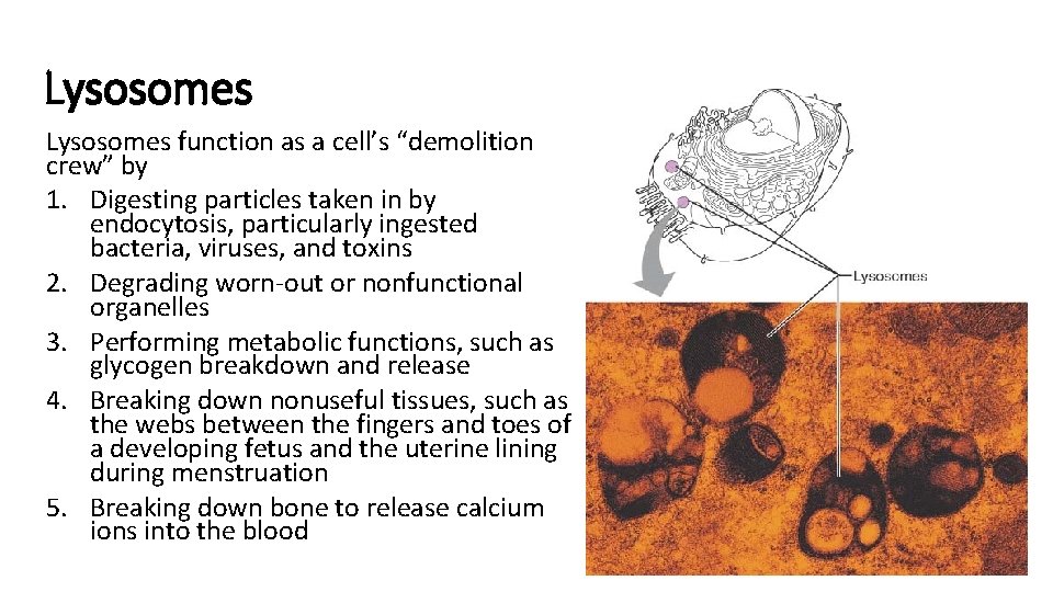 Lysosomes function as a cell’s “demolition crew” by 1. Digesting particles taken in by