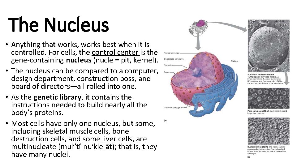 The Nucleus • Anything that works, works best when it is controlled. For cells,
