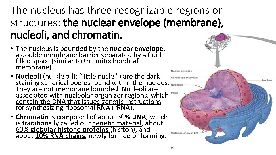 The nucleus has three recognizable regions or structures: the nuclear envelope (membrane), nucleoli, and