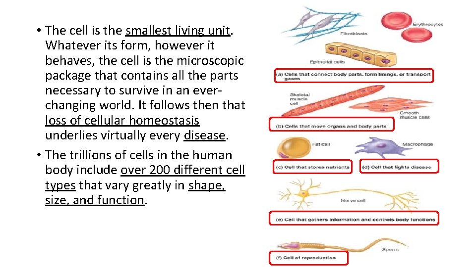  • The cell is the smallest living unit. Whatever its form, however it