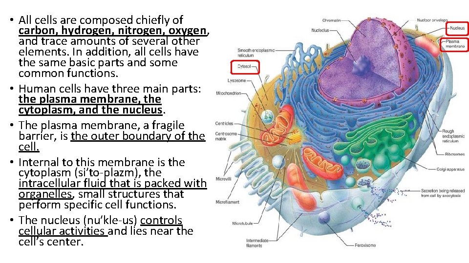  • All cells are composed chiefly of carbon, hydrogen, nitrogen, oxygen, and trace
