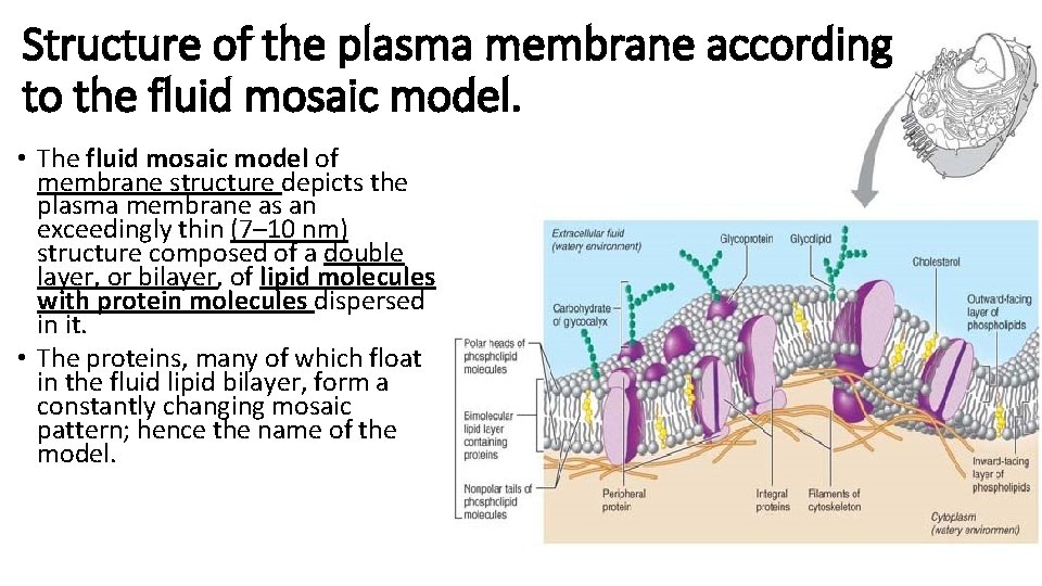Structure of the plasma membrane according to the fluid mosaic model. • The fluid