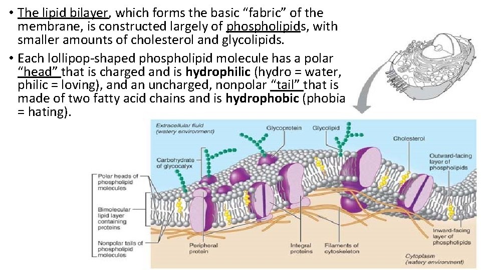  • The lipid bilayer, which forms the basic “fabric” of the membrane, is