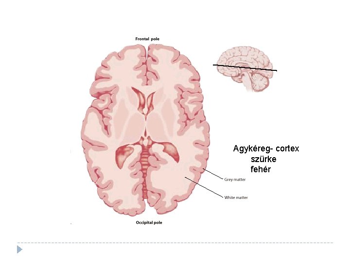 Agykéreg- cortex szürke fehér Fig. 2. 23 