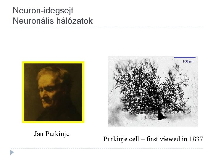 Neuron-idegsejt Neuronális hálózatok Jan Purkinje cell – first viewed in 1837 