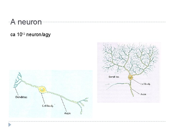 A neuron ca 1012 neuron/agy 