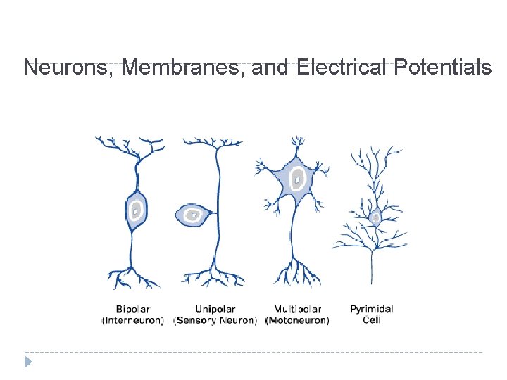 Neurons, Membranes, and Electrical Potentials 