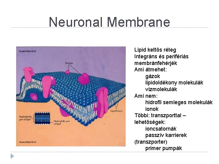 Neuronal Membrane Lipid kettős réteg Integráns és perifériás membránfehérjék Ami átmehet: gázok lipidoldékony molekulák