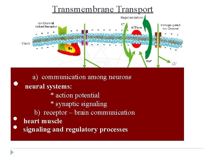 Transmembrane Transport • • • a) communication among neurons neural systems: * action potential