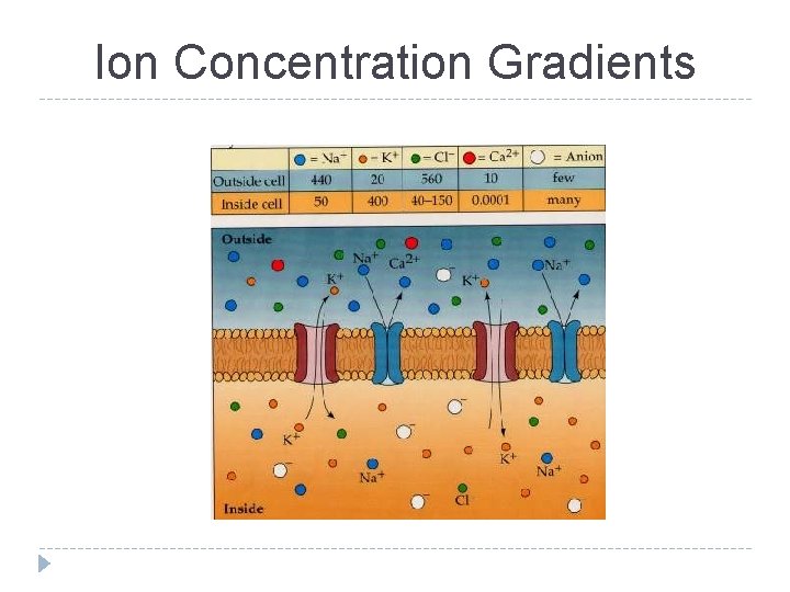 Ion Concentration Gradients 