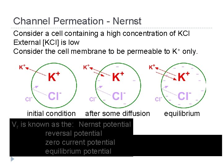 Channel Permeation - Nernst Consider a cell containing a high concentration of KCl External