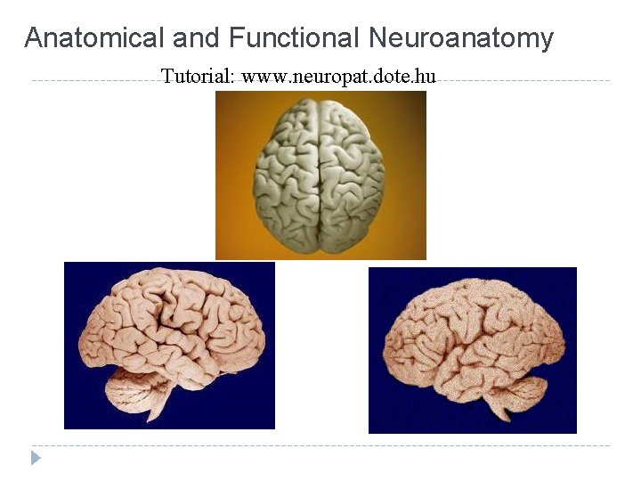Anatomical and Functional Neuroanatomy Tutorial: www. neuropat. dote. hu 