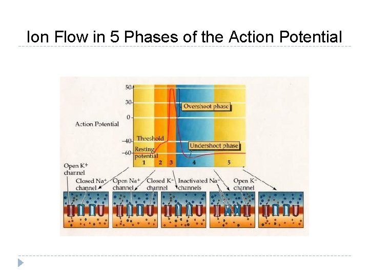 Ion Flow in 5 Phases of the Action Potential 